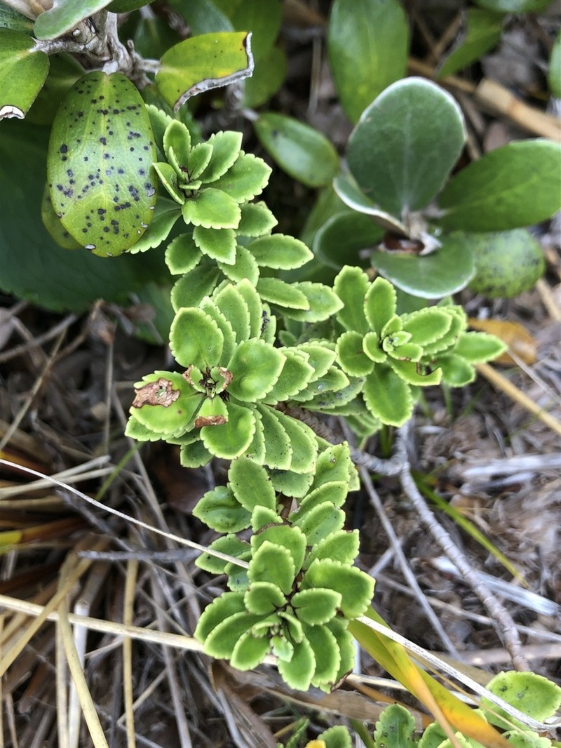 Veronica macrantha photo 5