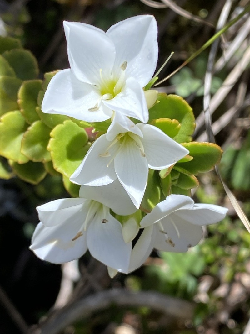 Veronica macrantha photo 6