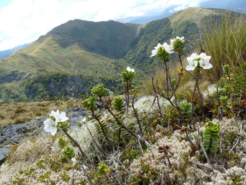 Veronica macrantha photo 7