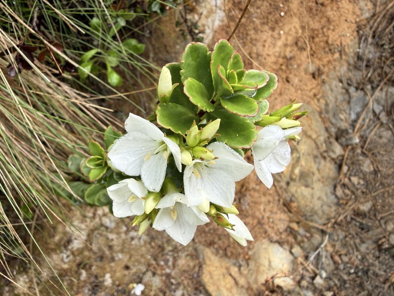 Veronica macrantha var. brachyphylla photo 2