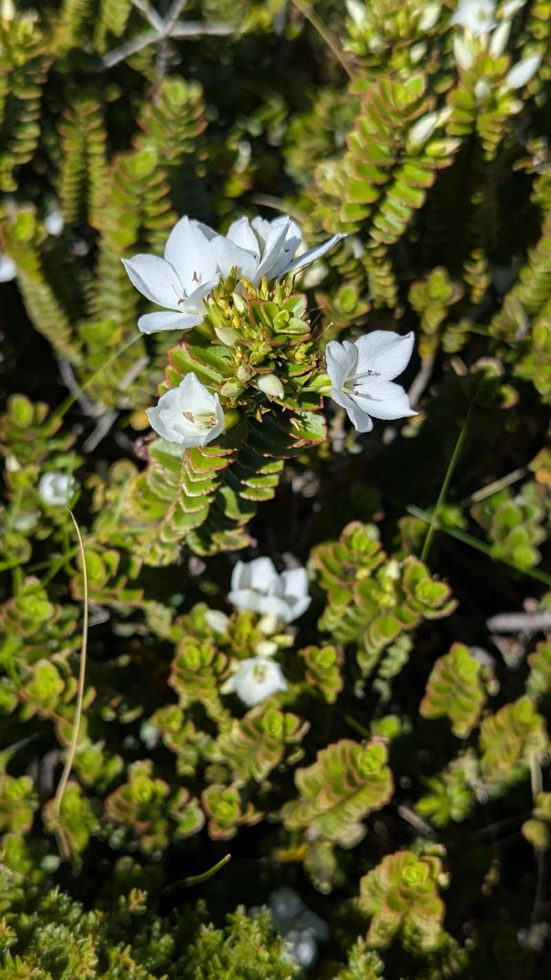 Veronica macrantha var. brachyphylla photo 3