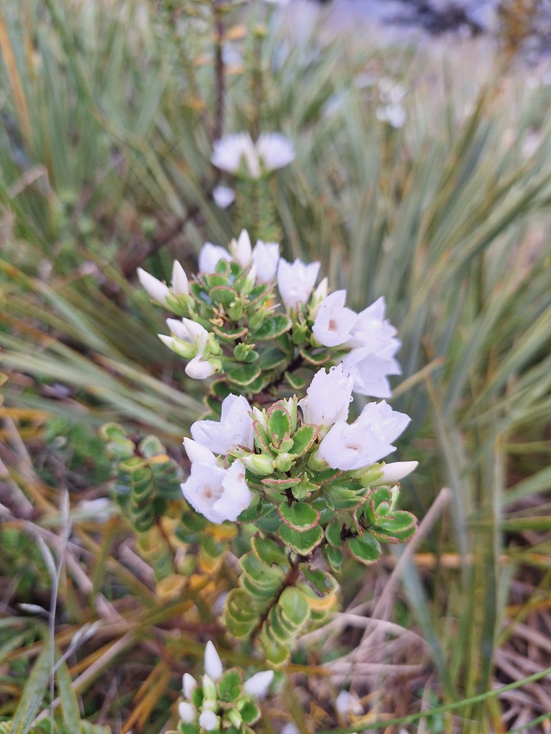 Veronica macrantha var. brachyphylla photo 4