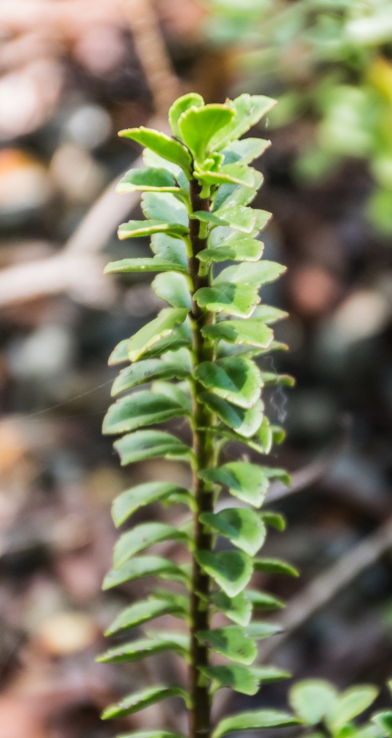 Veronica macrantha var. brachyphylla