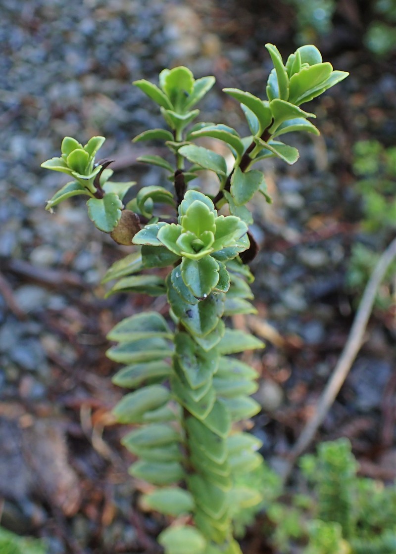 Veronica macrantha var. brachyphylla photo 7