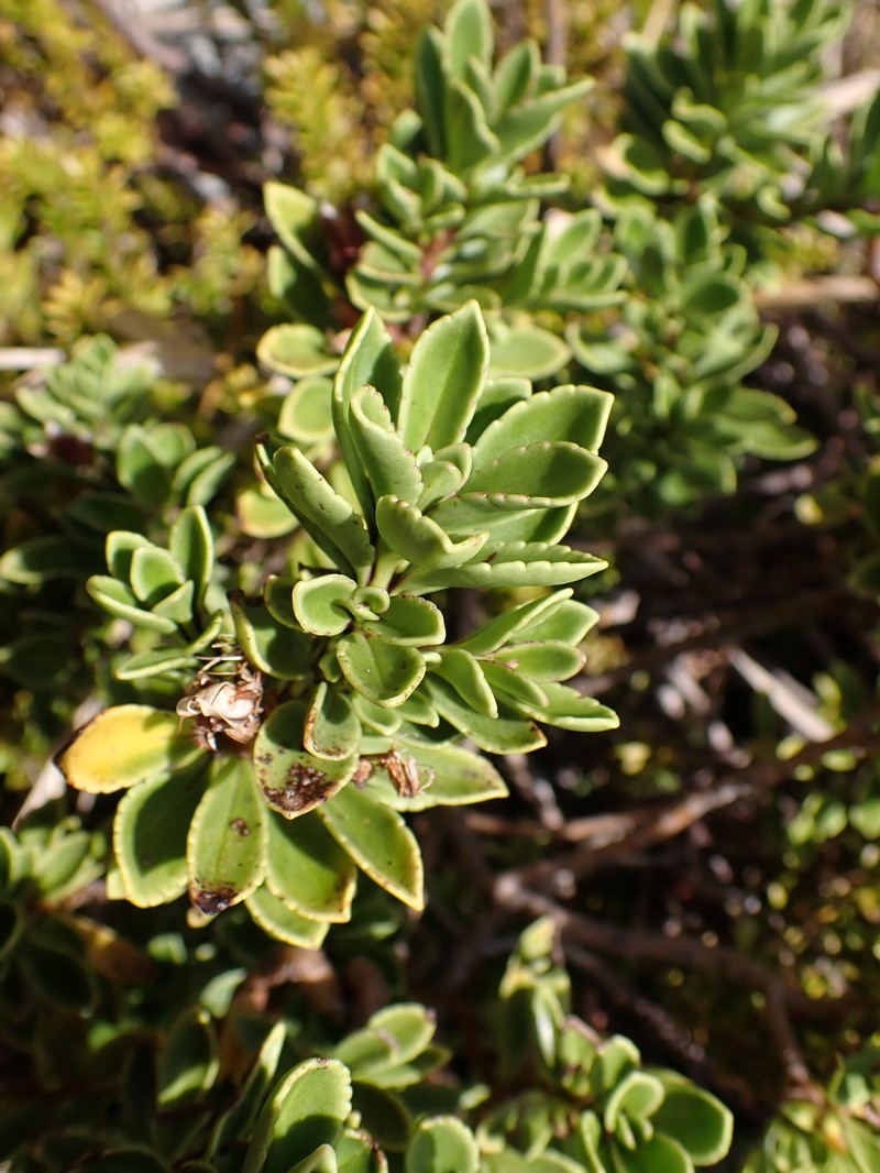 Veronica macrantha var. macrantha photo 2