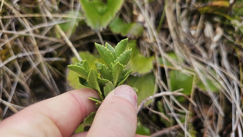 Veronica macrantha var. macrantha photo 3