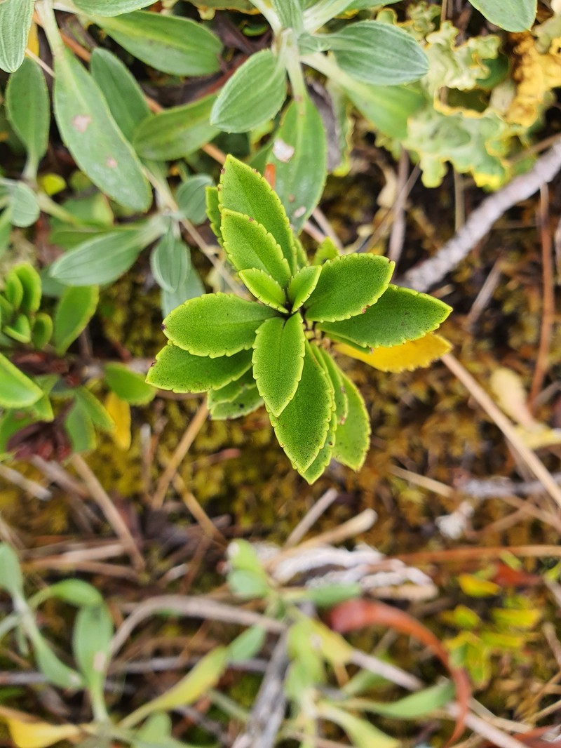 Veronica macrantha var. macrantha photo 5