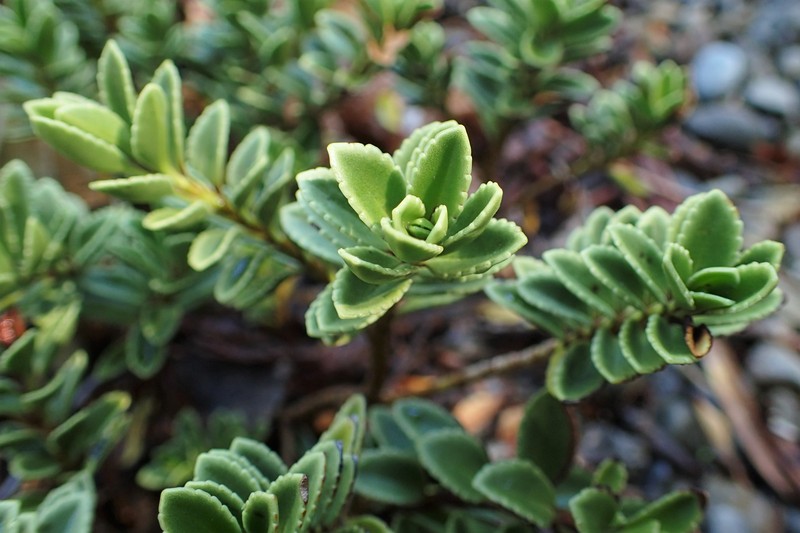 Veronica macrantha var. macrantha