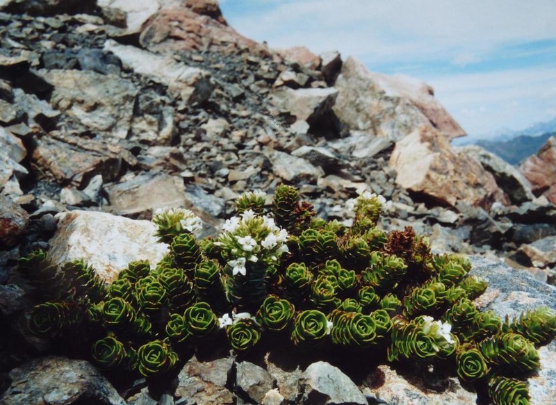Veronica macrocalyx