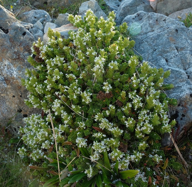 Veronica macrocalyx photo 3