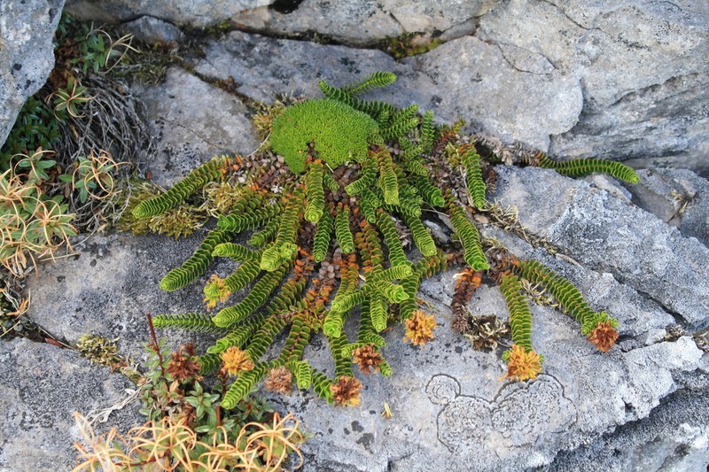 Veronica macrocalyx photo 4