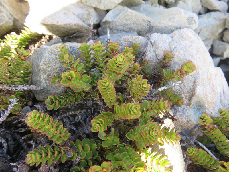 Veronica macrocalyx photo 5