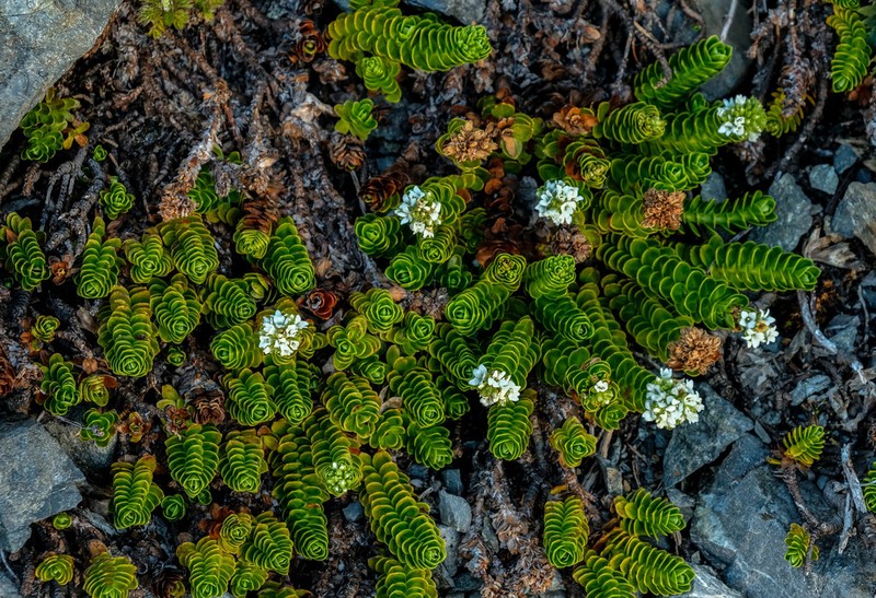 Veronica macrocalyx photo 7