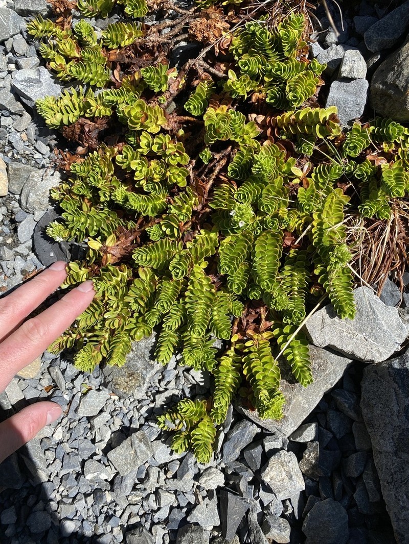 Veronica macrocalyx photo 8