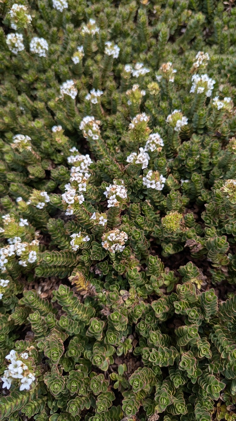 Veronica macrocalyx var. humilis