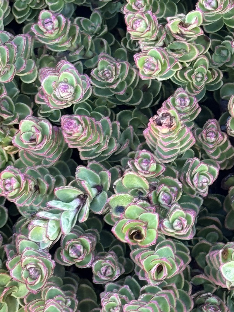 Veronica macrocalyx var. humilis photo 2