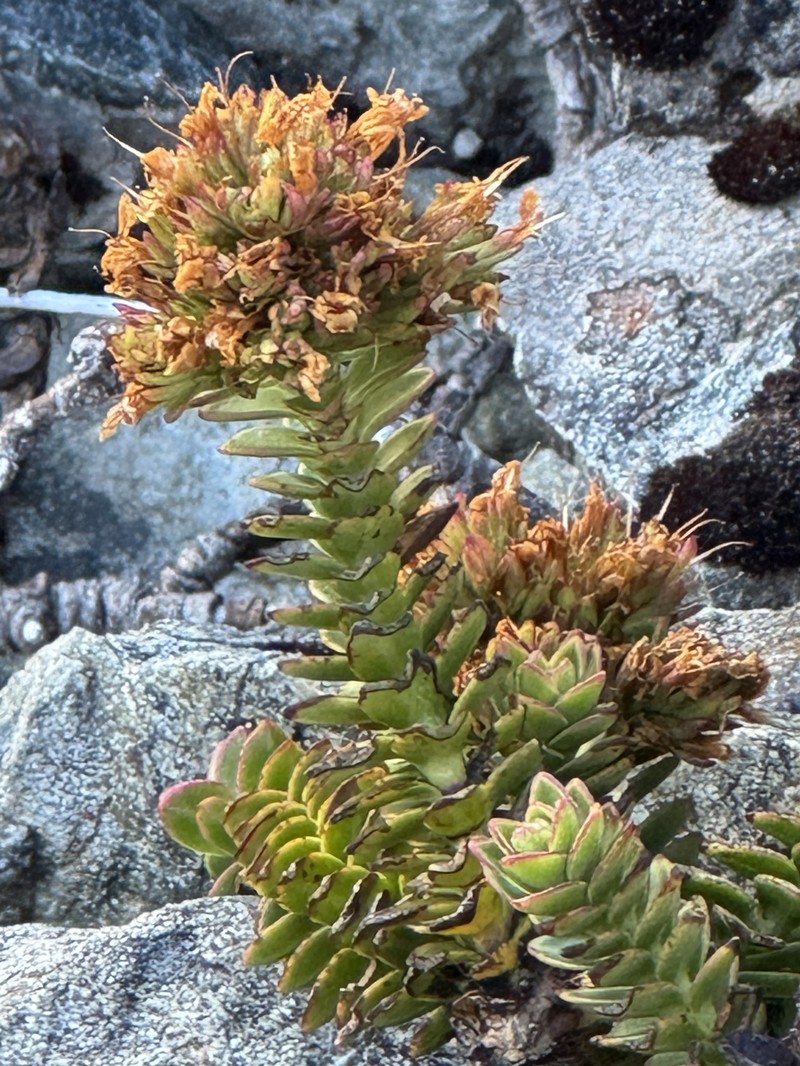 Veronica macrocalyx var. humilis photo 3