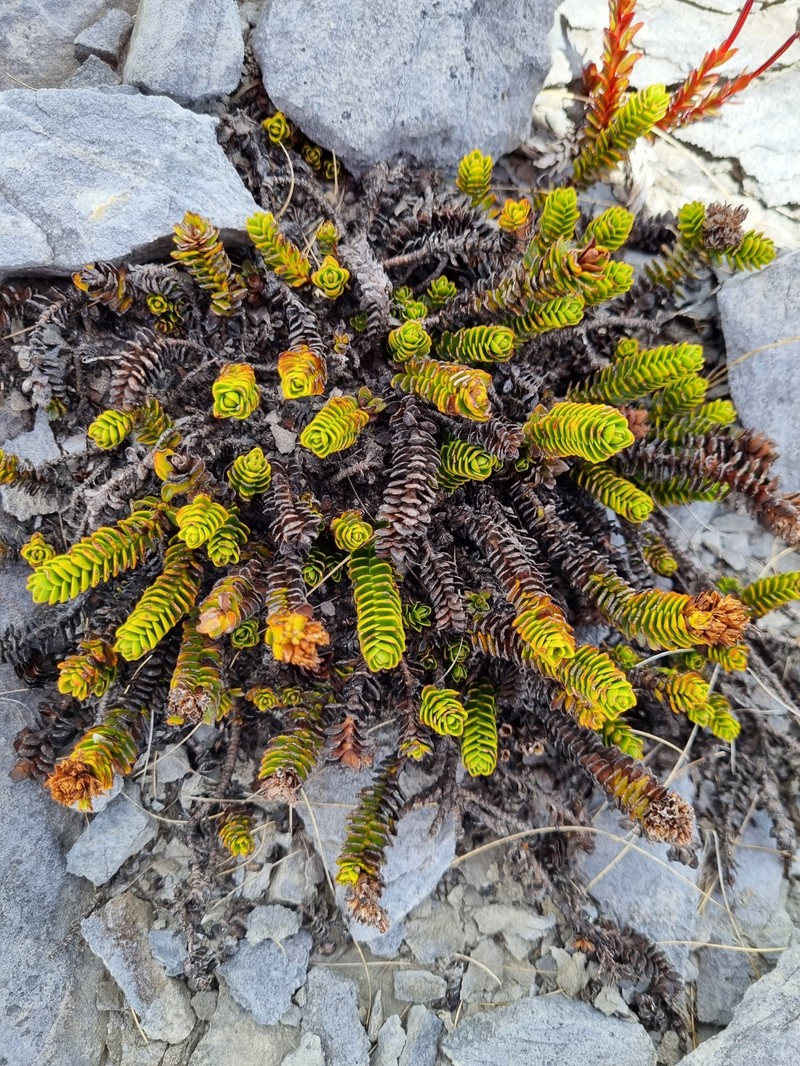 Veronica macrocalyx var. humilis photo 4