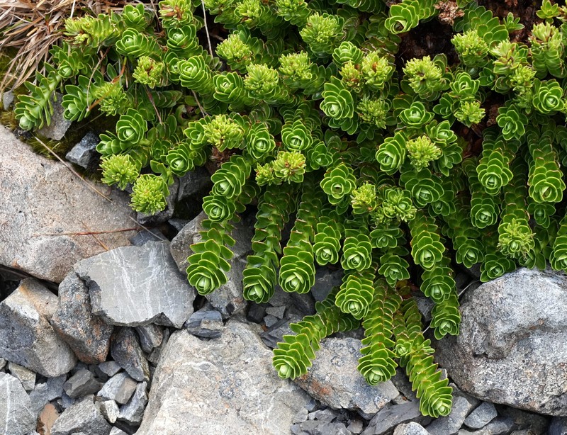 Veronica macrocalyx var. macrocalyx