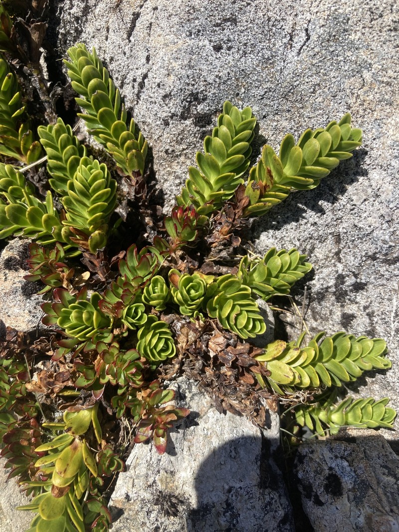 Veronica macrocalyx var. macrocalyx photo 2