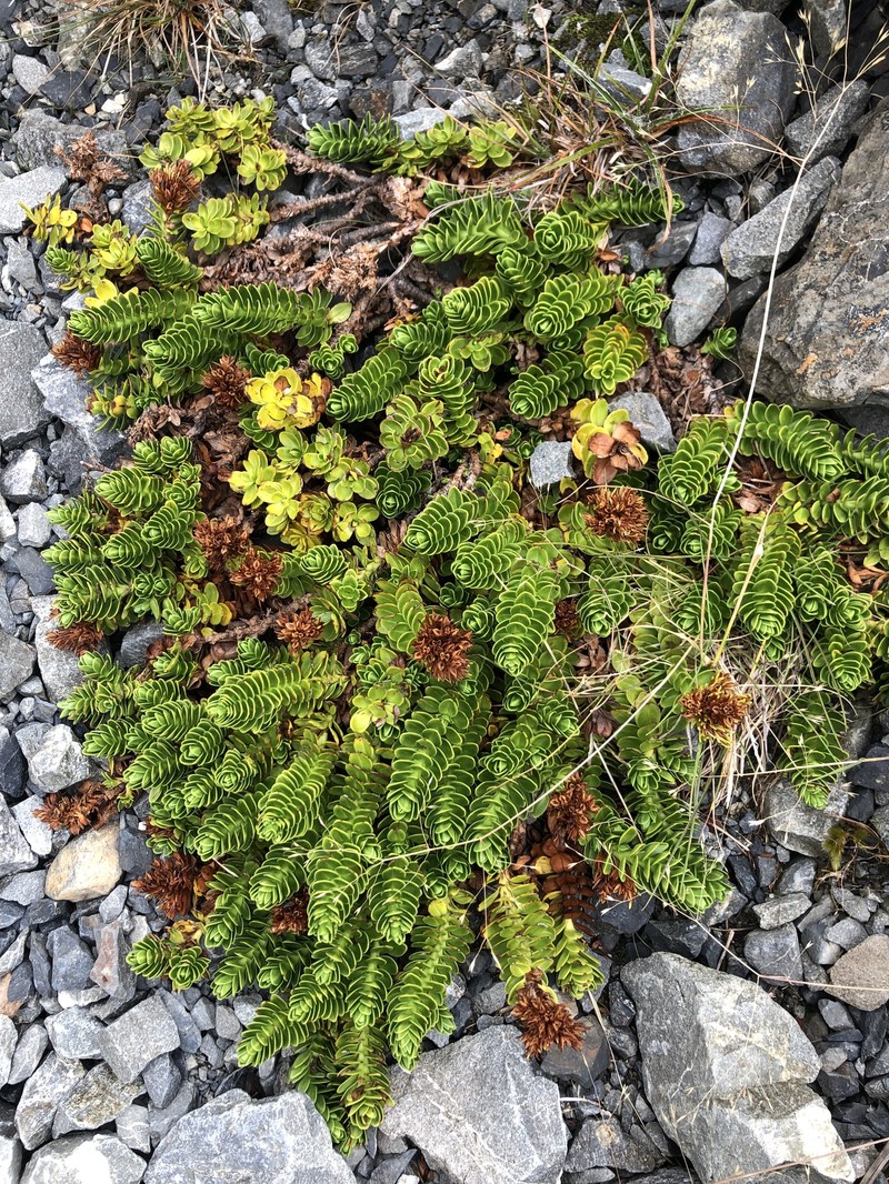 Veronica macrocalyx var. macrocalyx photo 3