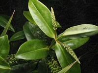 Veronica macrocarpa