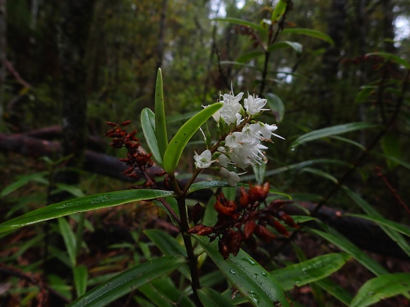 Veronica macrocarpa photo 2
