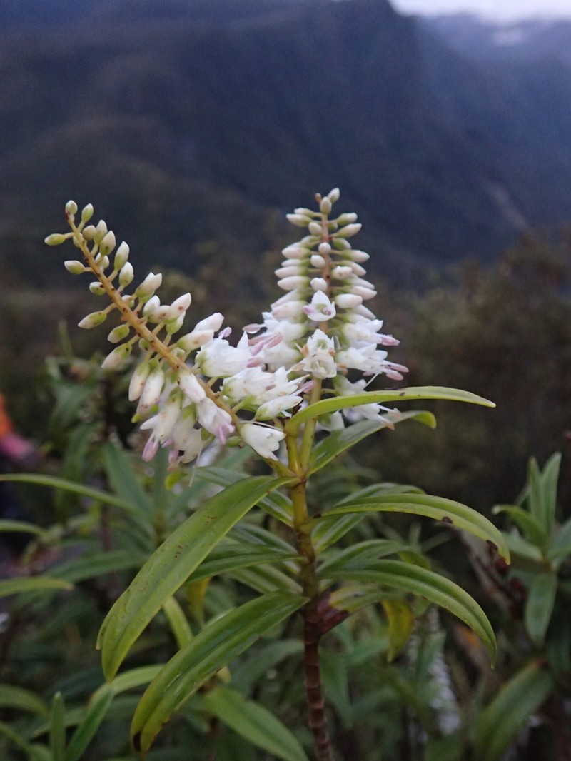 Veronica macrocarpa photo 3