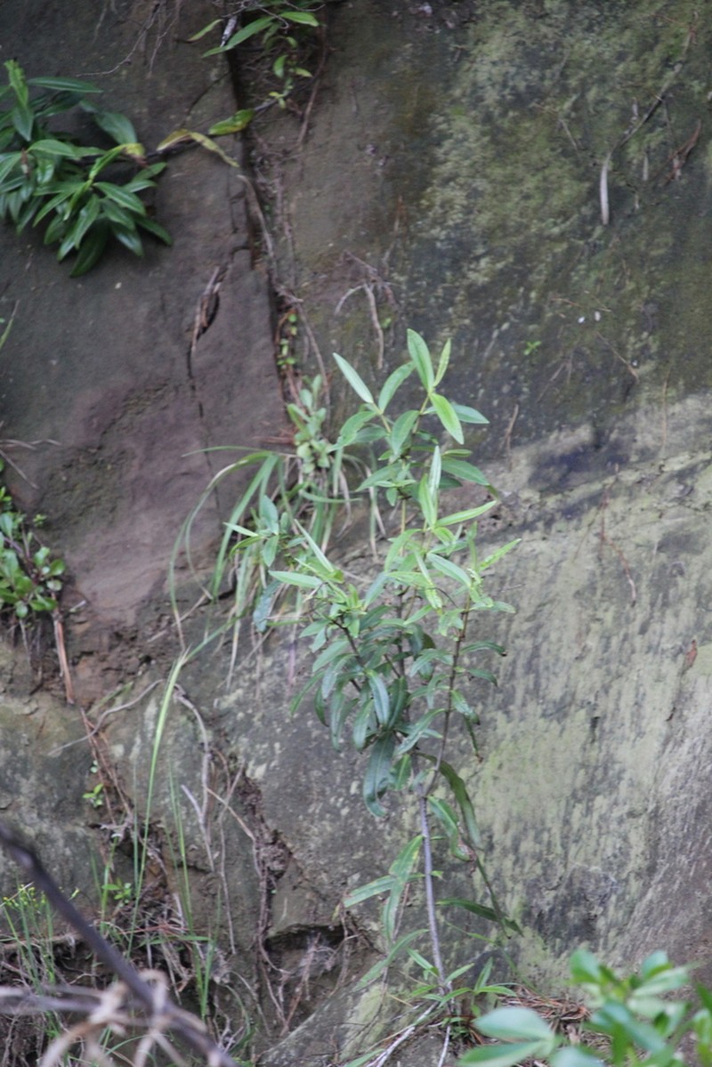 Veronica macrocarpa photo 5
