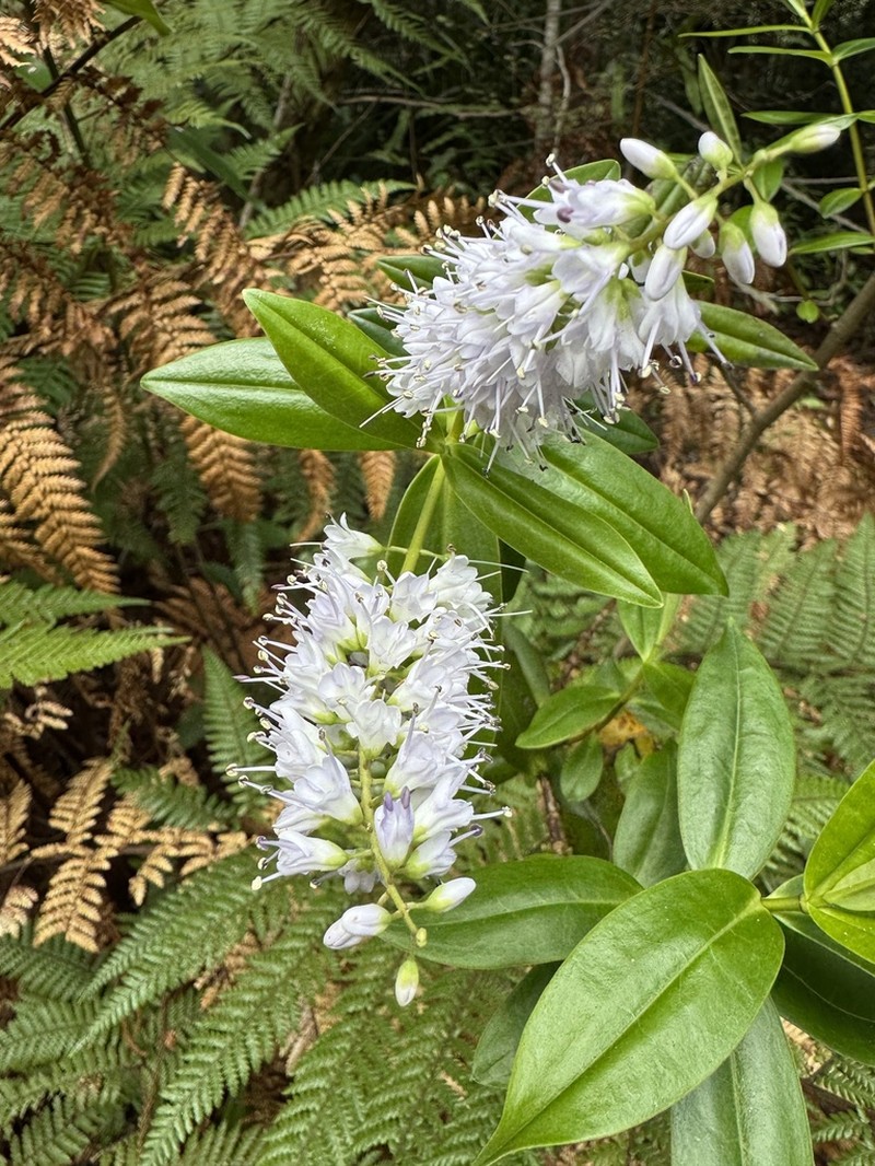 Veronica macrocarpa photo 6