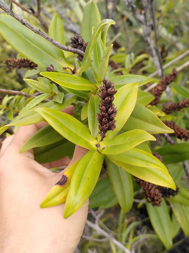 Veronica macrocarpa photo 7