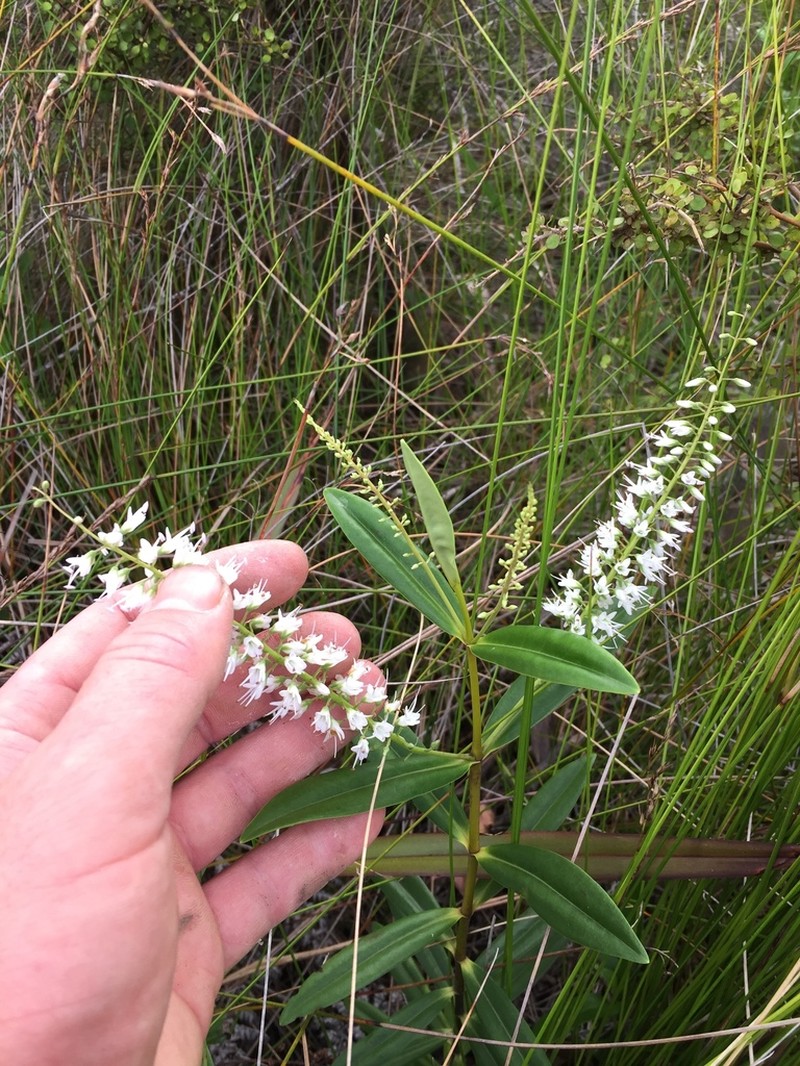 Veronica macrocarpa photo 8