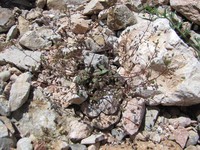 Veronica macropoda