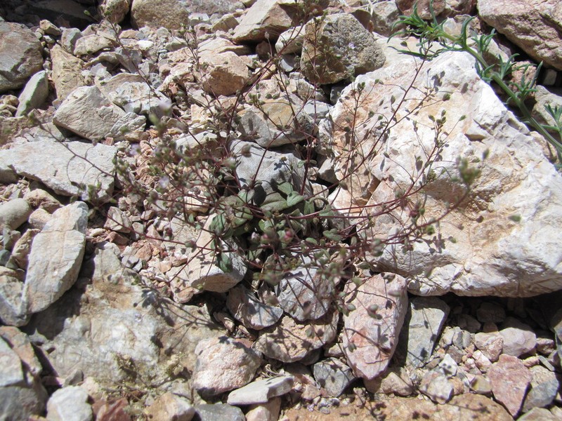 Veronica macropoda