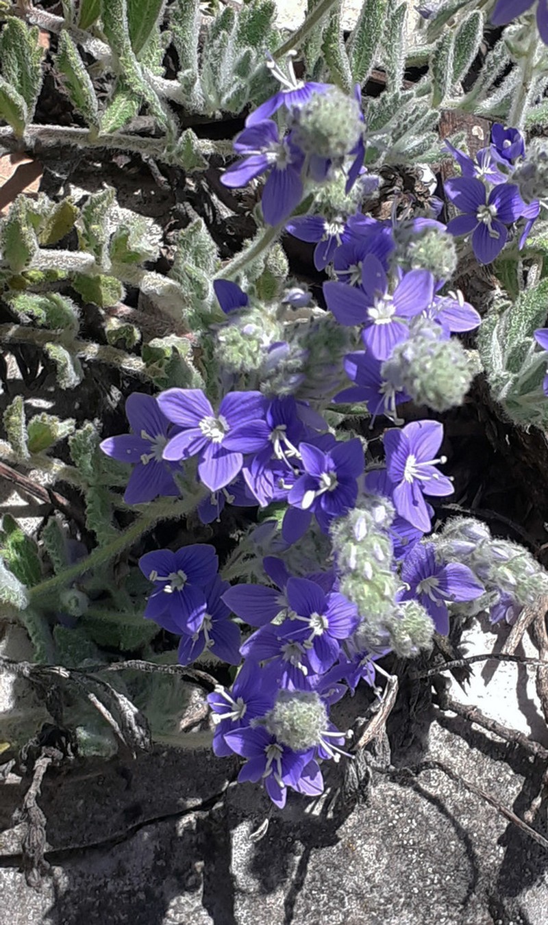 Veronica macrostachya