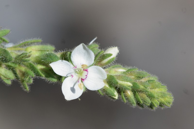 Veronica macrostachya photo 2
