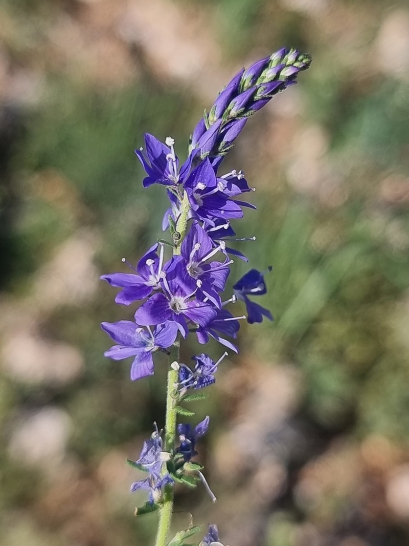 Veronica macrostachya photo 3