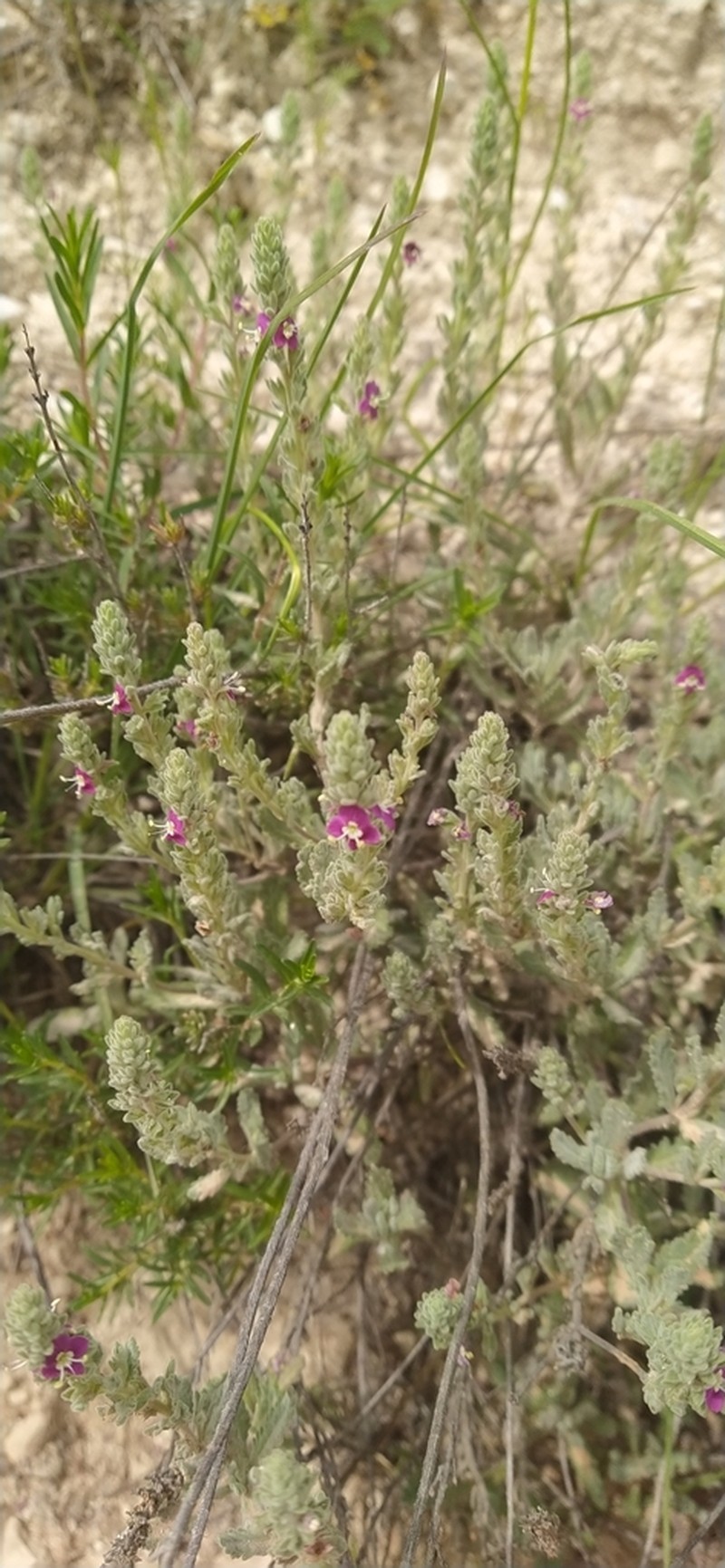 Veronica macrostachya photo 5