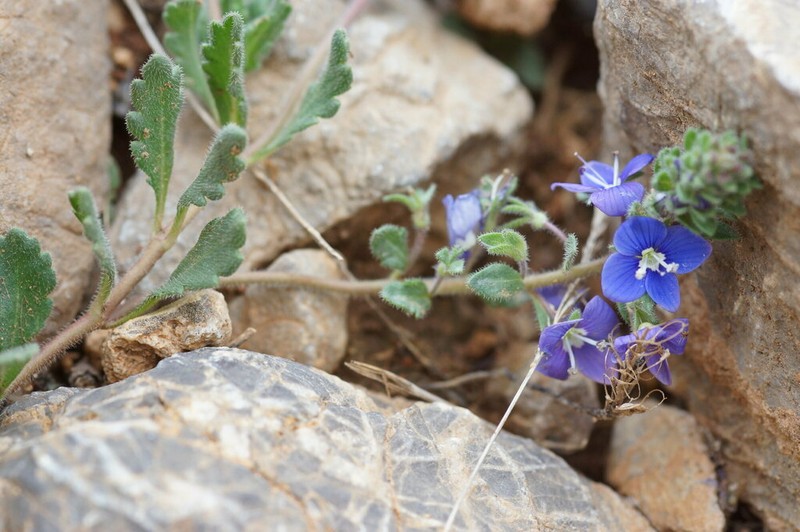 Veronica macrostachya photo 6