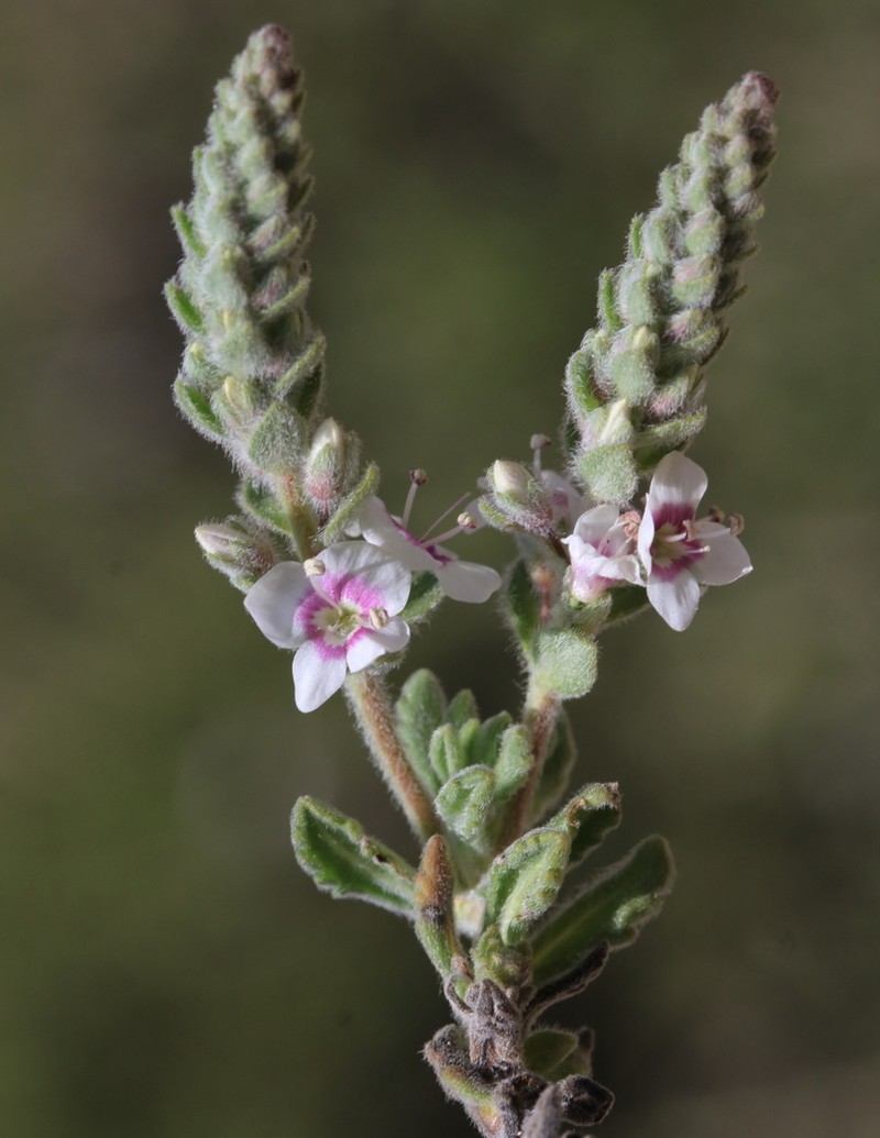 Veronica macrostachya photo 7