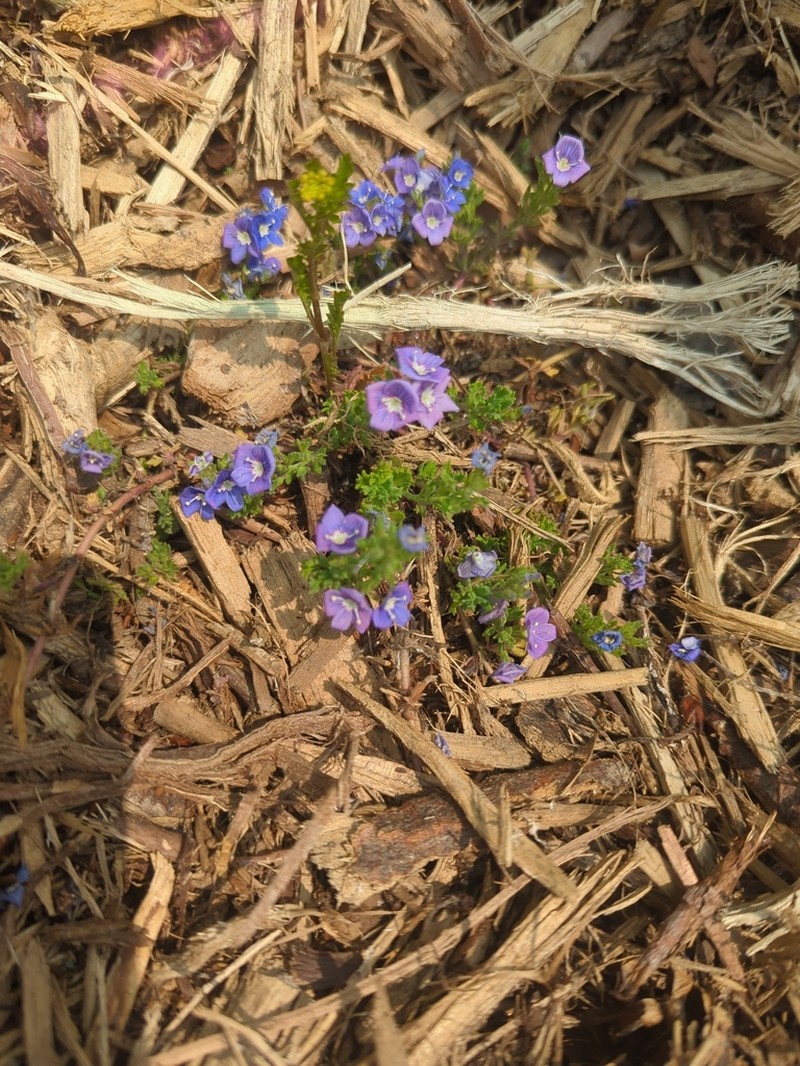 Veronica macrostachya photo 8