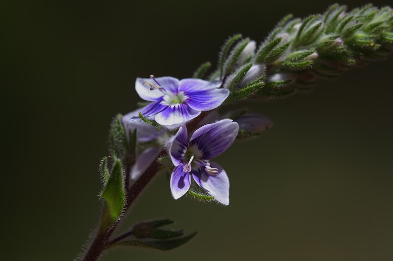 Veronica macrostachya subsp. macrostachya photo 2