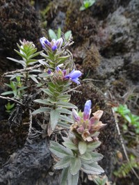 Veronica mannii