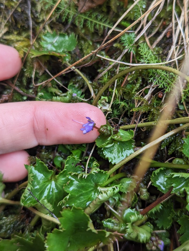 Veronica missurica subsp. stellata