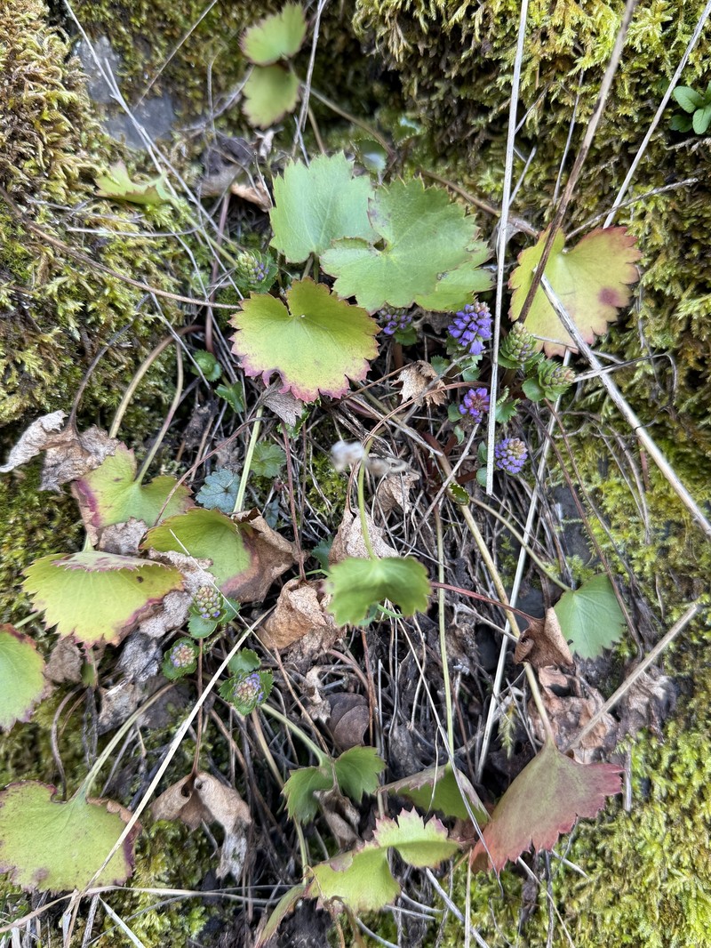 Veronica missurica subsp. stellata photo 2