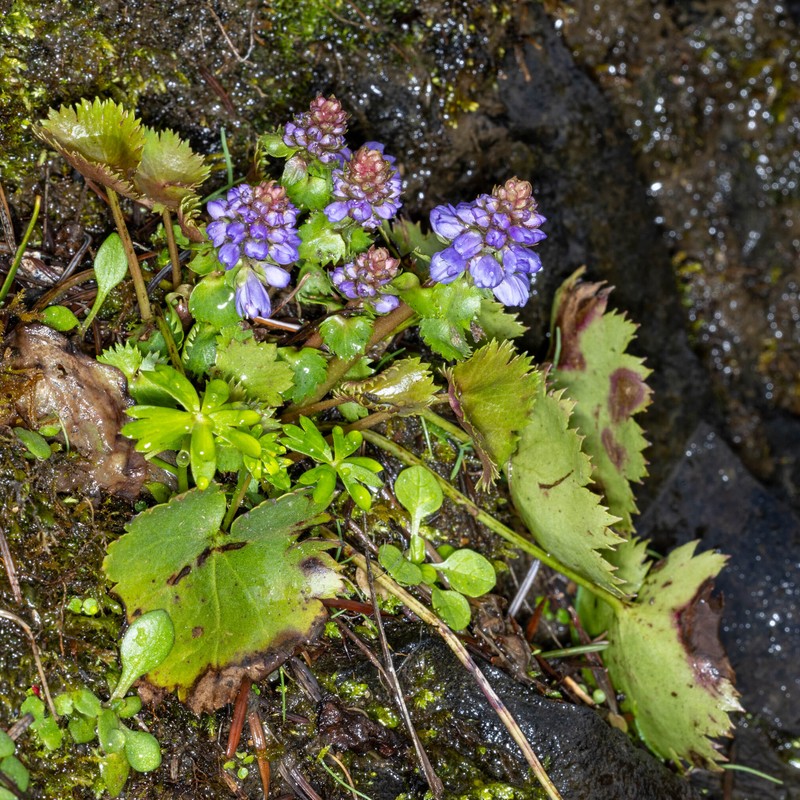 Veronica missurica subsp. stellata photo 3