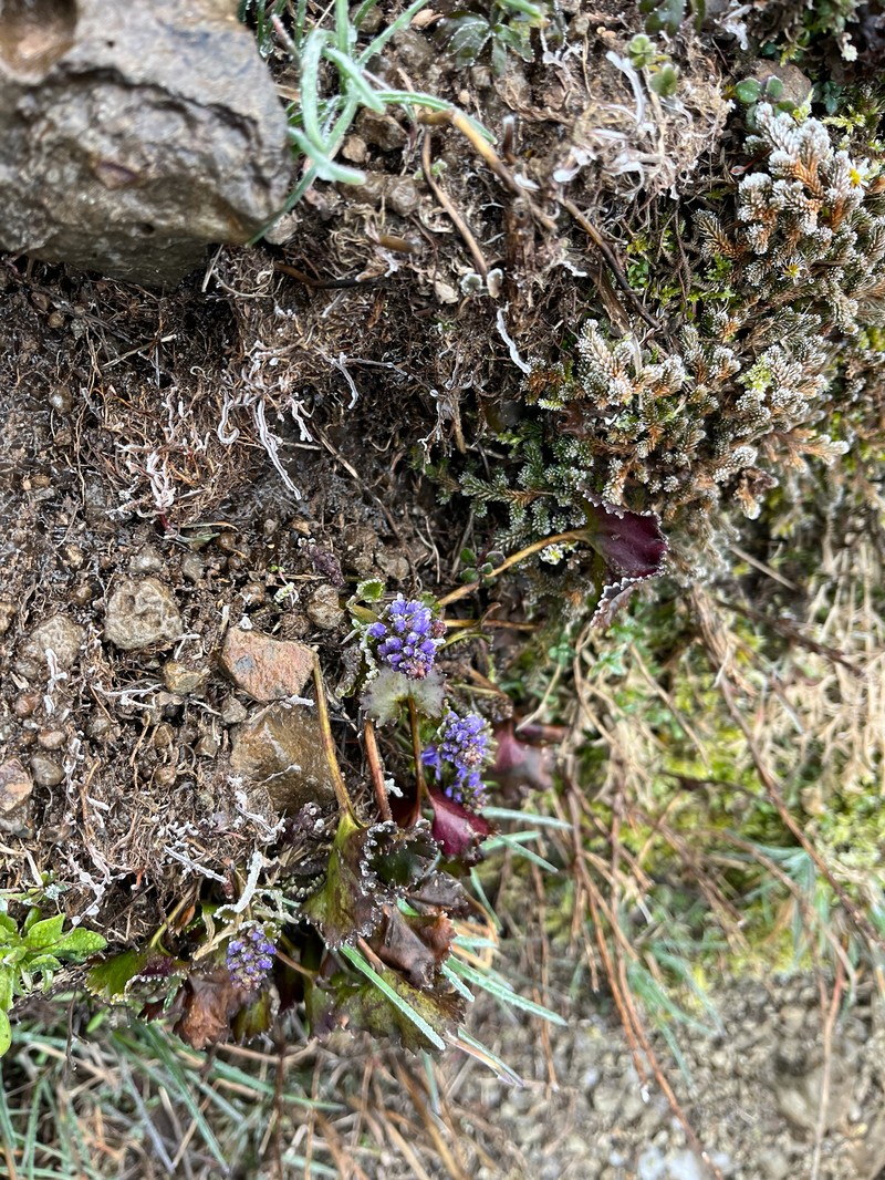 Veronica missurica subsp. stellata photo 4