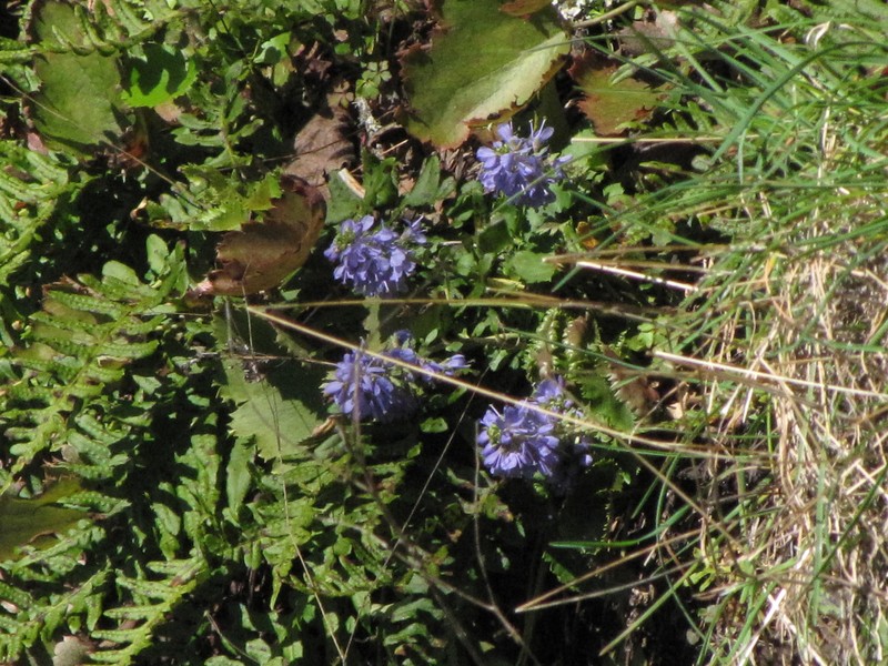 Veronica missurica subsp. stellata photo 6