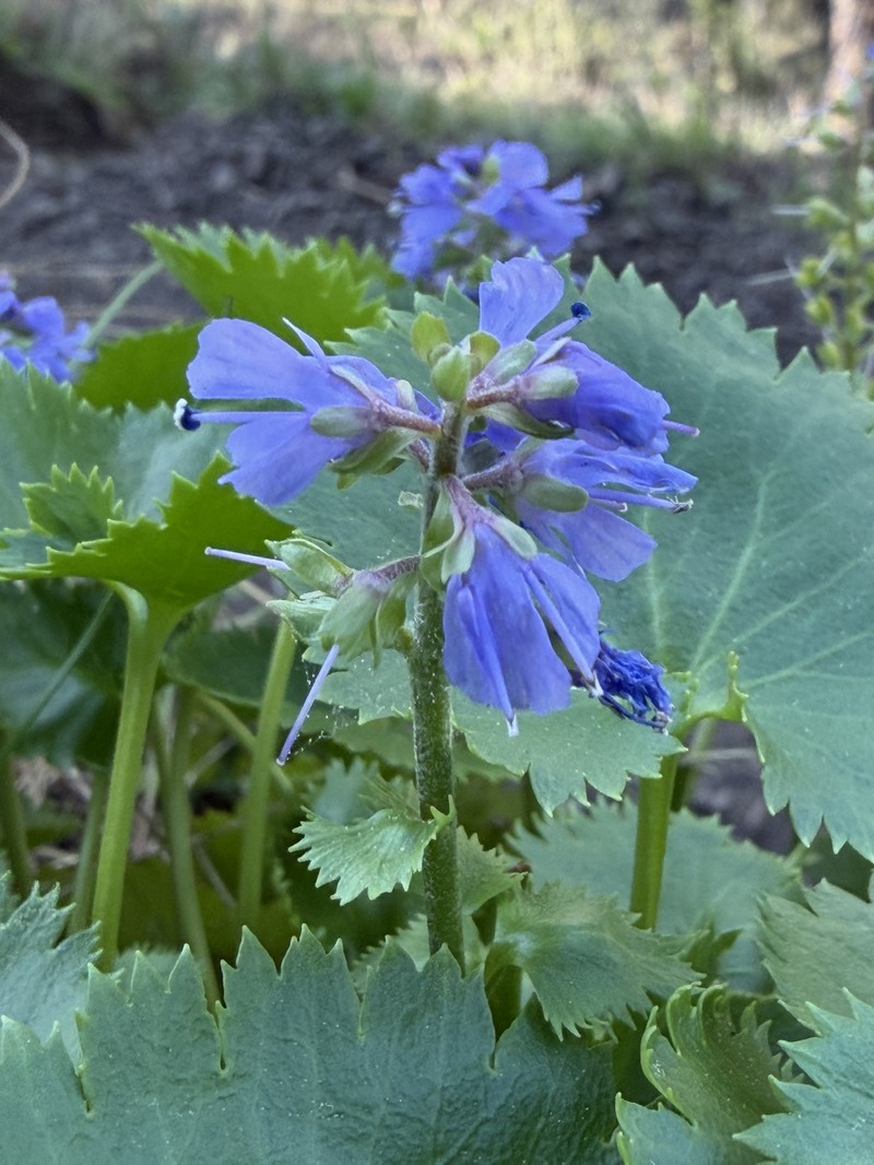 Veronica missurica subsp. stellata photo 7