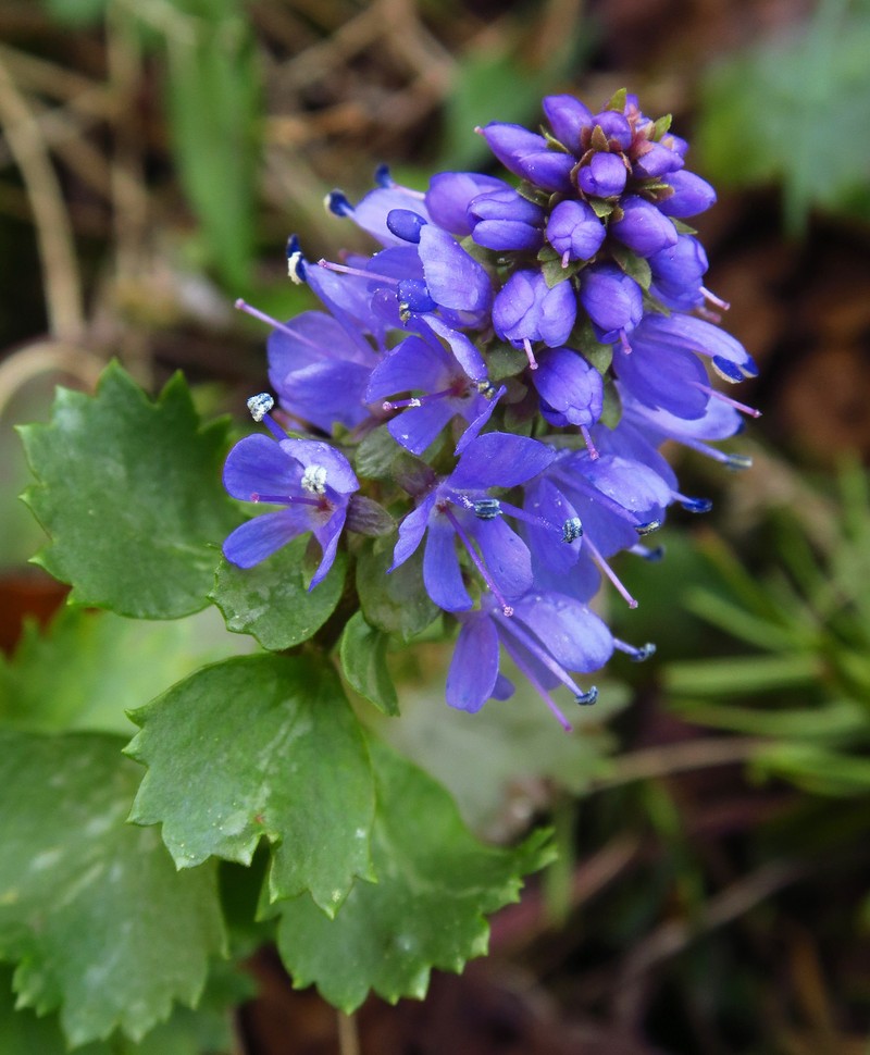 Veronica missurica subsp. stellata photo 8